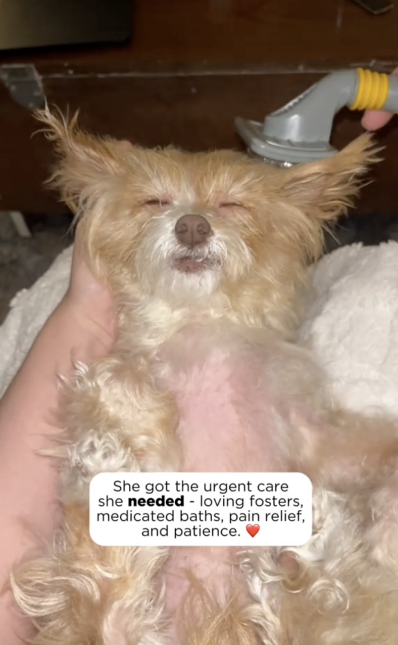 Tiny Senior Dog Was Nearly Euthanized Because She Couldn’t Move—But Rescuers Discovered Was Heartbreaking